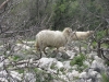 krk2010_042_zd