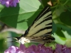 krk2010_706_zo